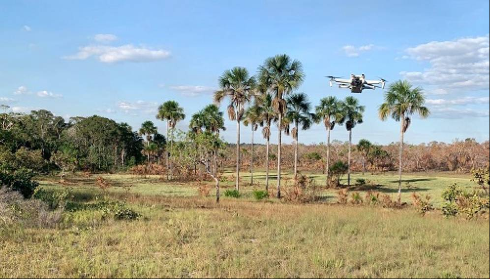 Drone sobrevoa vereda com capim-dourado no território Krahô