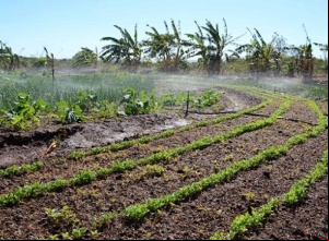 Governo do Tocantins cria comissão para apresentar recomendações ao Projeto de Irrigação São João, em Porto Nacional
